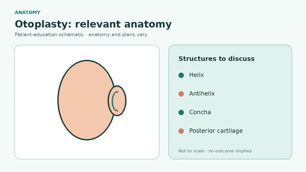 Medical illustration identifying helix, antihelix, concha, lobule and posterior ear cartilage relevant to otoplasty