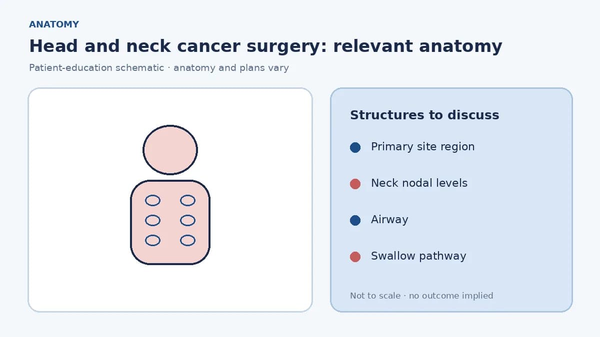 Medical illustration of oral cavity, pharynx and neck nodal levels relevant to head-and-neck cancer surgery