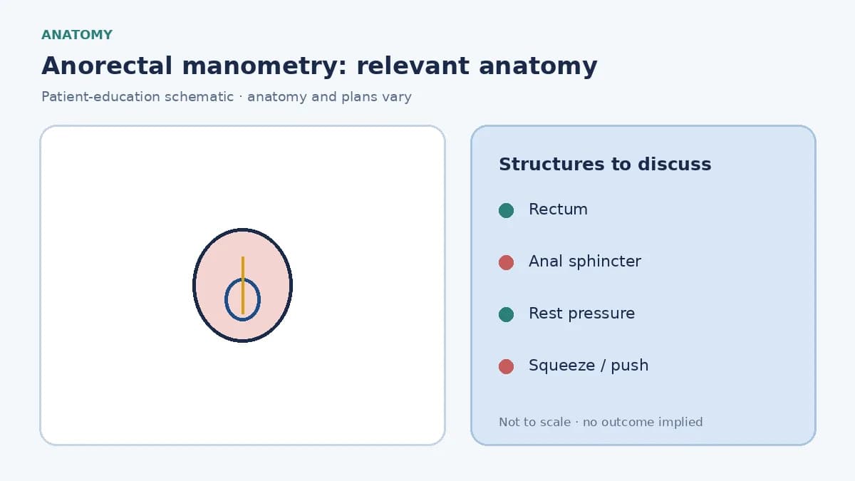Medical illustration of the rectum and anal sphincter complex assessed during anorectal manometry