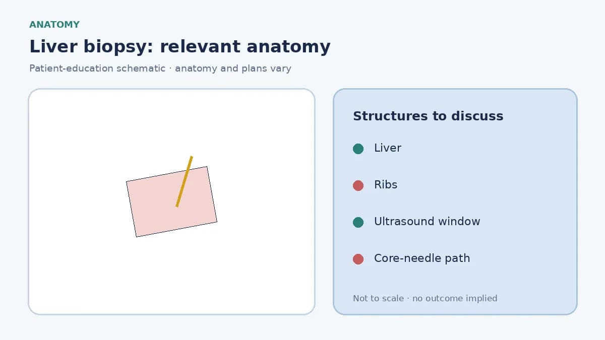 Medical illustration of the liver under the ribs and a planned percutaneous biopsy path