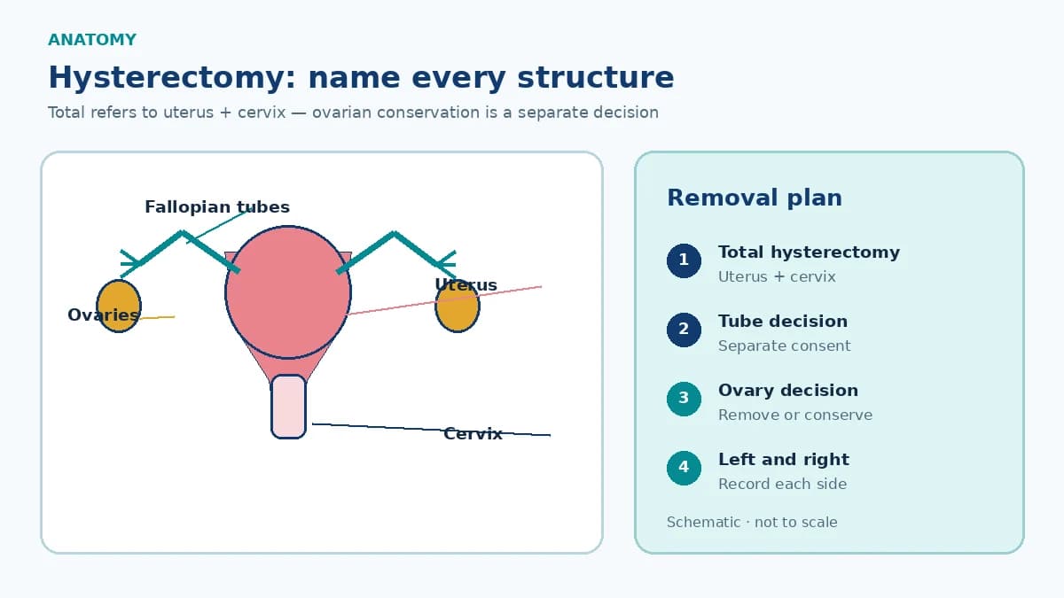 Patient-education pelvic anatomy schematic labeling uterus, cervix, both fallopian tubes and ovaries while distinguishing hysterectomy from optional tube or ovary removal
