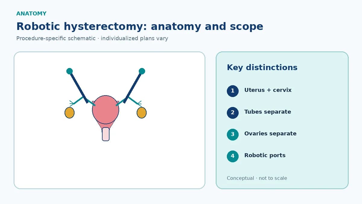 Patient-education pelvic schematic showing uterus, cervix, tubes and ovaries aligned with robotic camera and wristed instrument access points