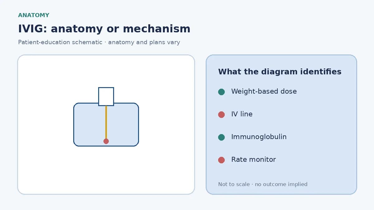 Patient-education diagram showing weight-based intravenous immunoglobulin flowing through an infusion line with renal and clot-risk checks