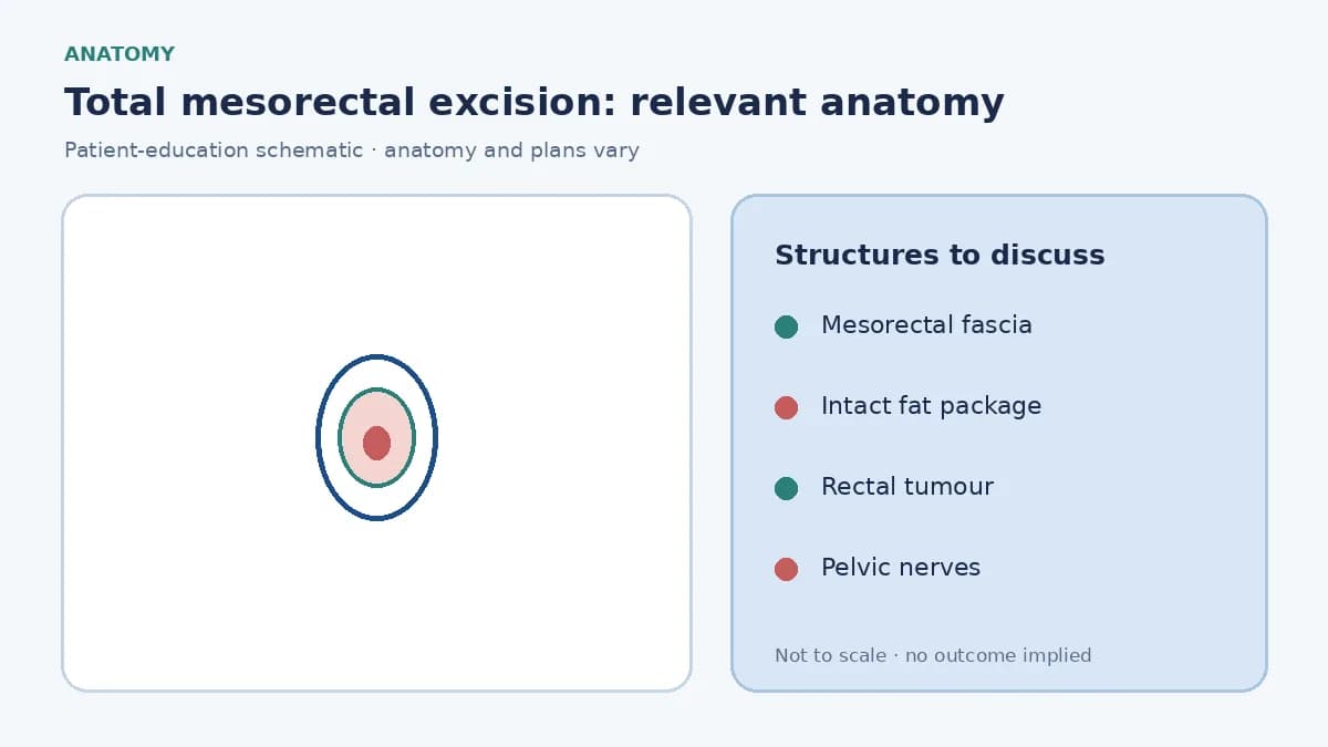 Medical illustration of the rectum and mesorectal fascia showing the total mesorectal excision plane
