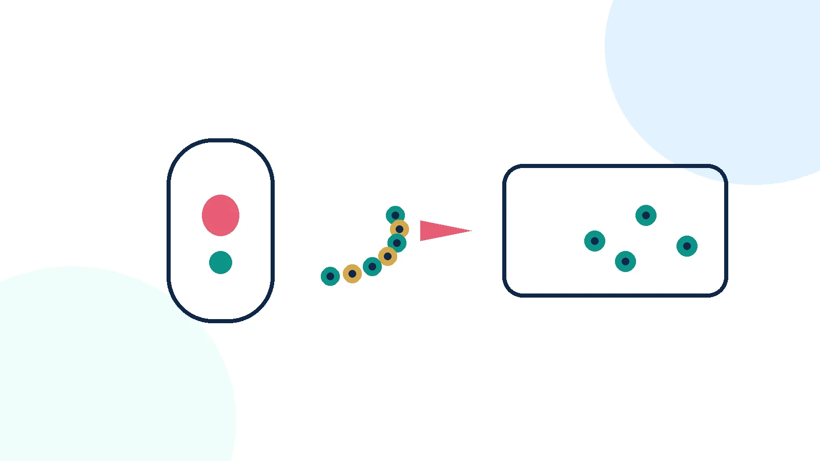 Unlabeled schematic of blood-forming cells leaving a marrow cavity and reconstituting a second marrow space